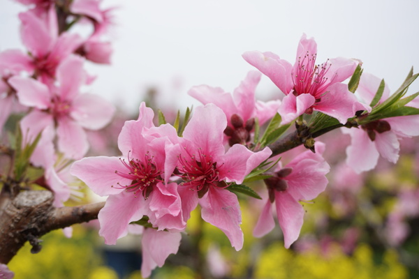 水蜜桃花