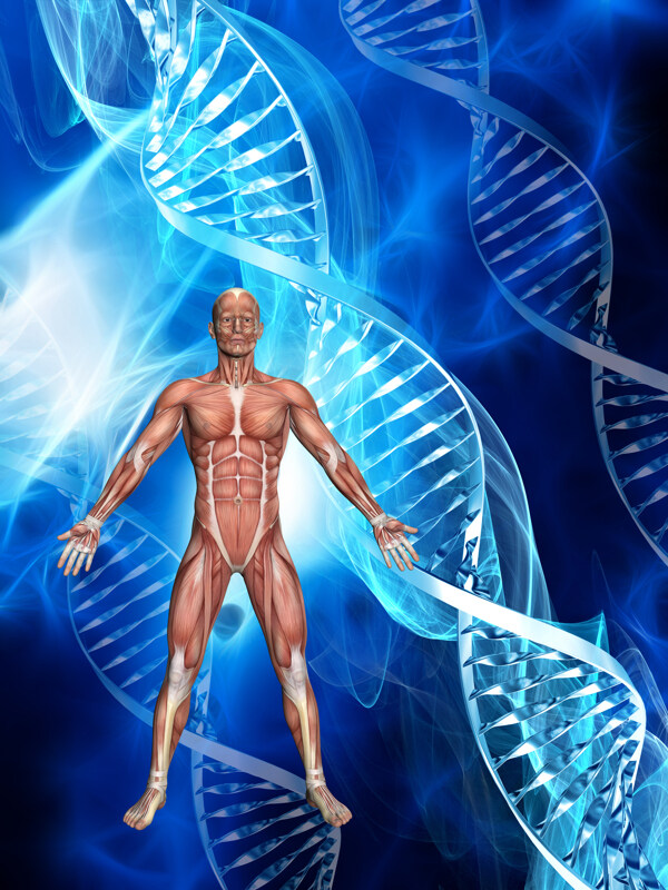人体模型DNA