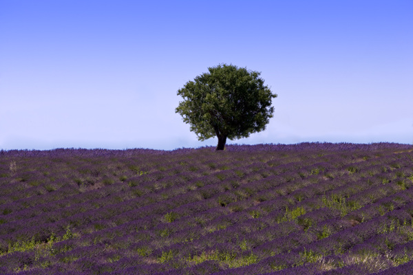 蓝天绿树下的蓝紫色薰衣草花田图片图片