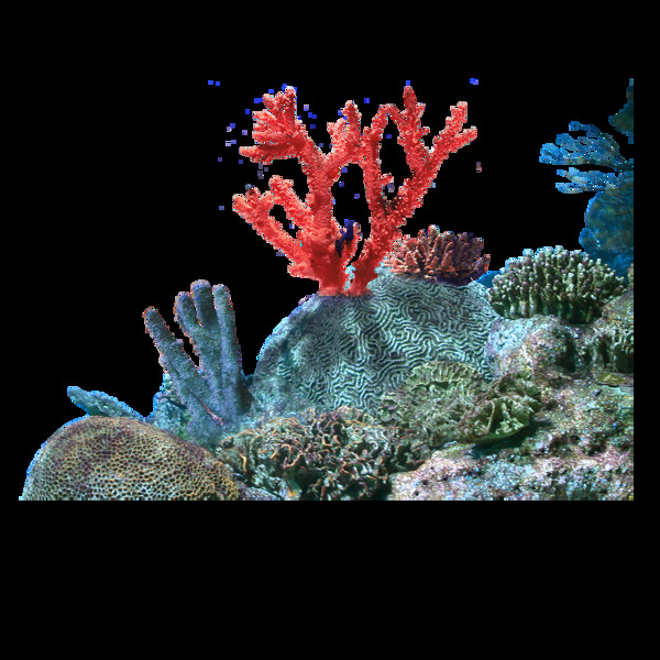 手绘海洋珊瑚元素