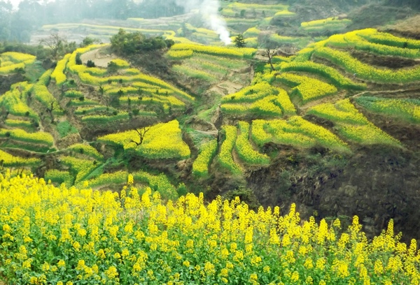 山间油菜花图片