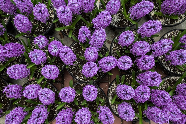 紫色风信子