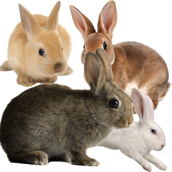 兔子动物图片素材PSD分层文件