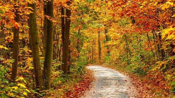 唯美秋天树林风景图片