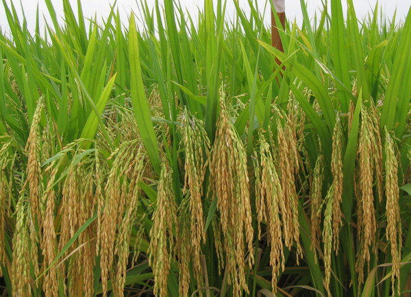 优质杂交水稻品种图片