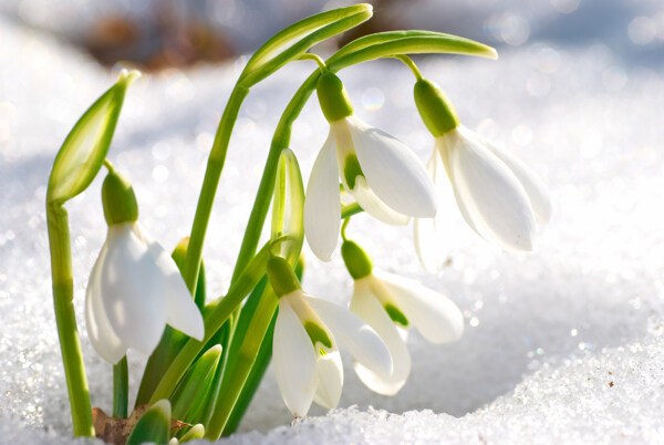 雪地上的雪滴花图片