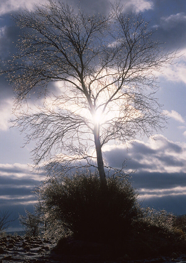 太阳照射下的树木图片