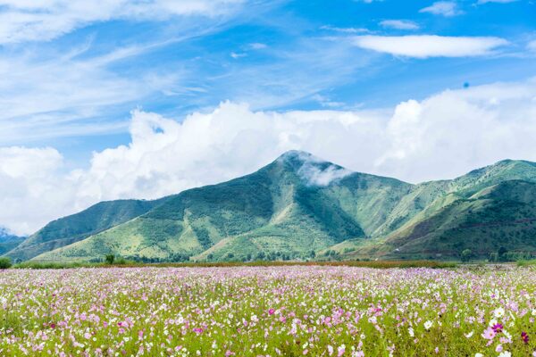 格桑花