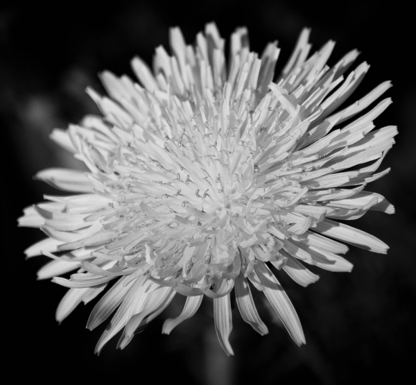 位图植物摄影写实花卉花朵菊花免费素材