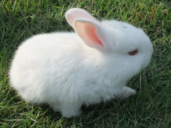 白兔草地草地上的小白兔