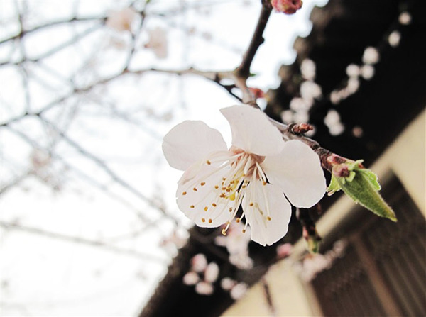 小桃花布满树枝