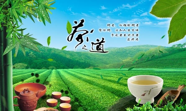 茶园图片