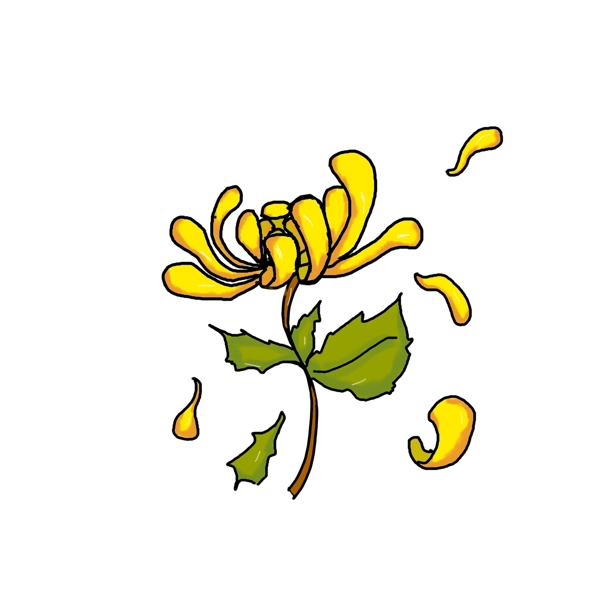 黄色的一株小菊花