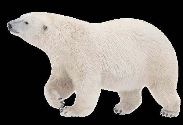 透明北极熊