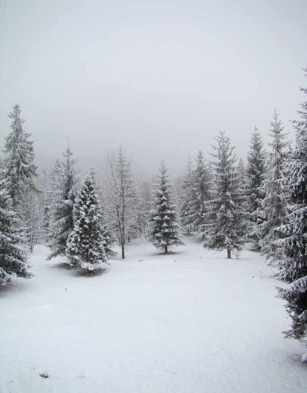 冬季雪松图片
