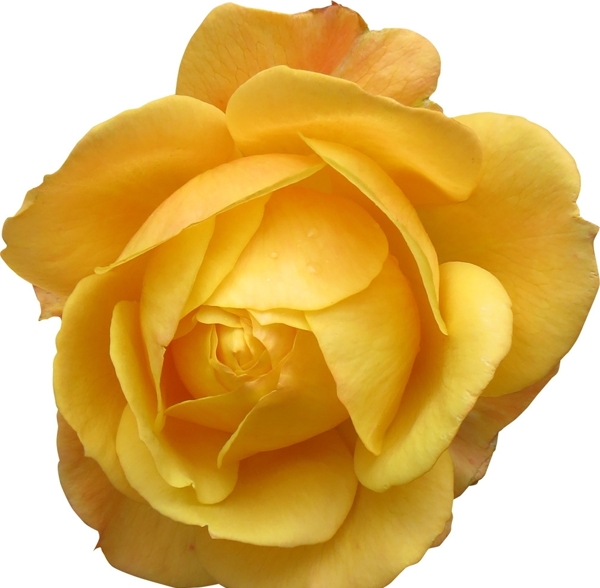 黄色妖艳玫瑰花