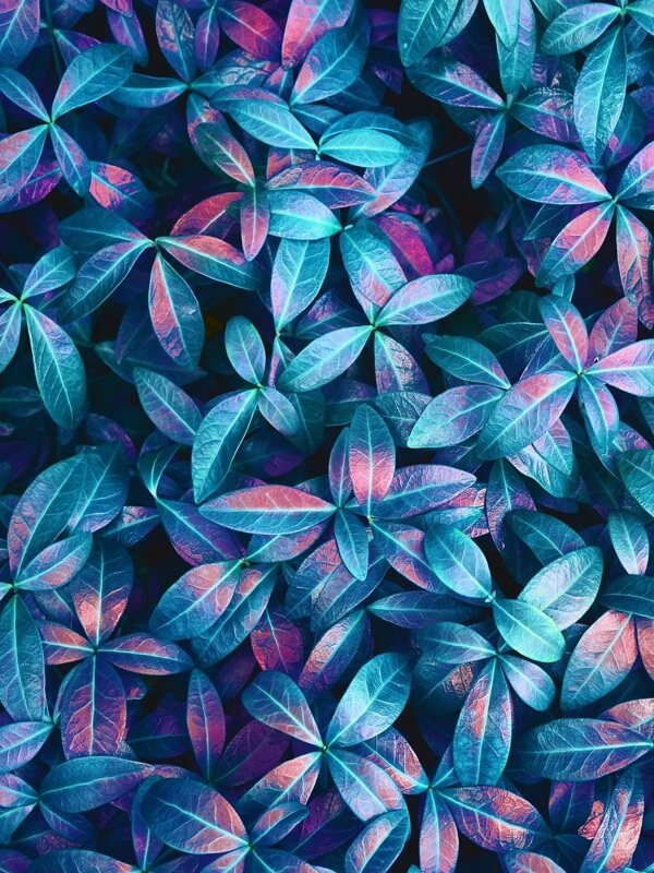 植物花纹 蓝底彩花