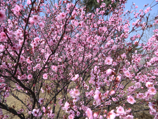 梅花花海图片