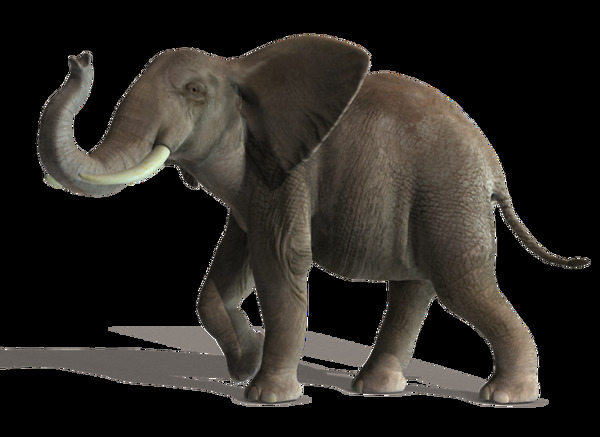 走路的深褐色大象免抠png透明素材