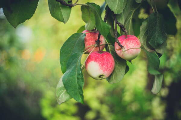 苹果枝头苹果树上苹果