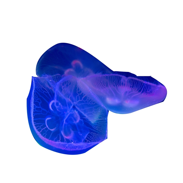蓝色发光的水母免扣图